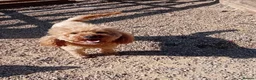 Cockapoo dogs for sale: STUNNING COCKAPOO PUPPIES - Advert 6