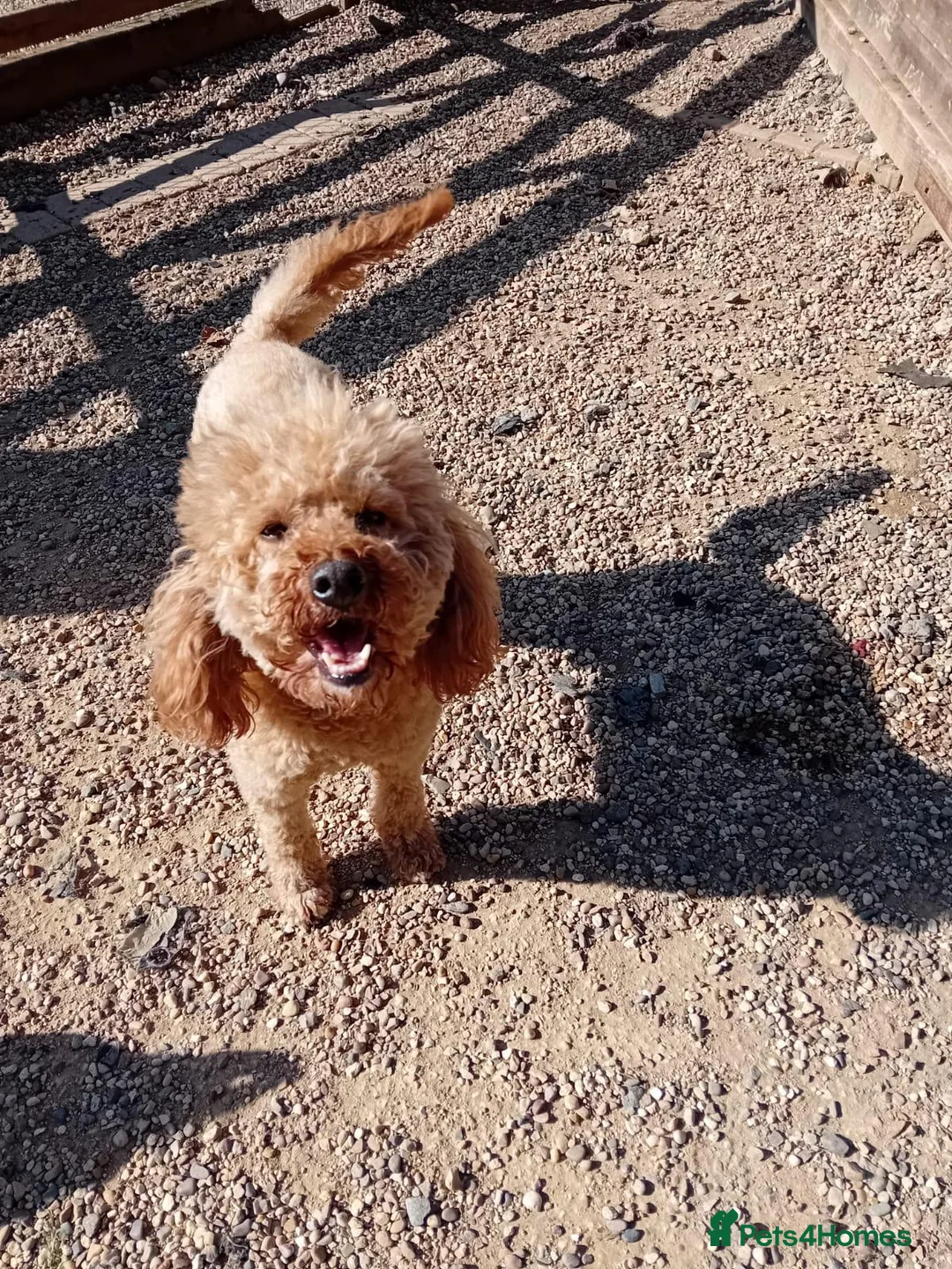 Cockapoo dogs for sale: STUNNING COCKAPOO PUPPIES - Advert 6