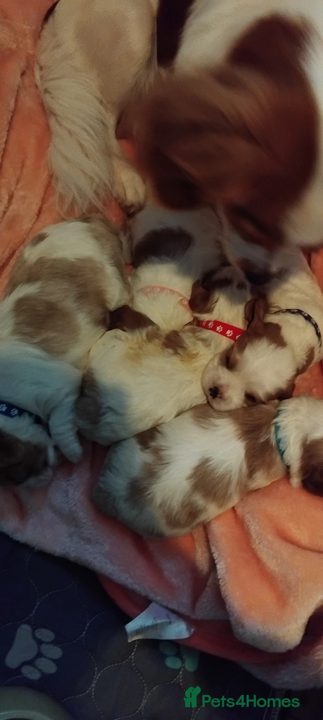 Cavalier King Charles Spaniel dogs for sale: King charles cavalier puppies - Advert 15