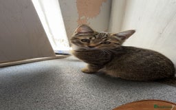 American Shorthair cats for sale: 3 Tabby kittens and 1 bombay kitten - Image 18