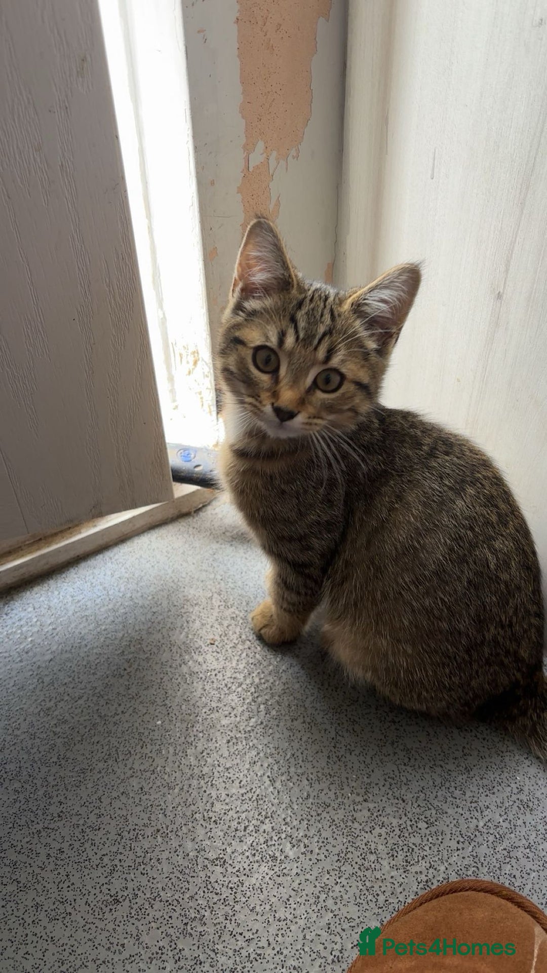 American Shorthair cats for sale: 3 Tabby kittens and 1 bombay kitten - Image 18