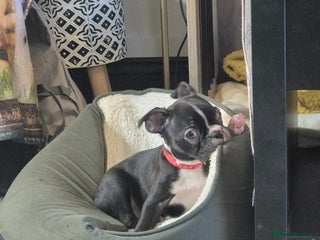 Boston Terrier dogs LAST KC boston terrier puppy available - Advert 3