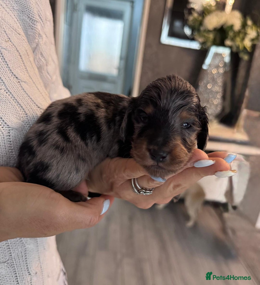 Miniature Dachshund dogs for sale: Miniature long-haired dachshunds - Image 3