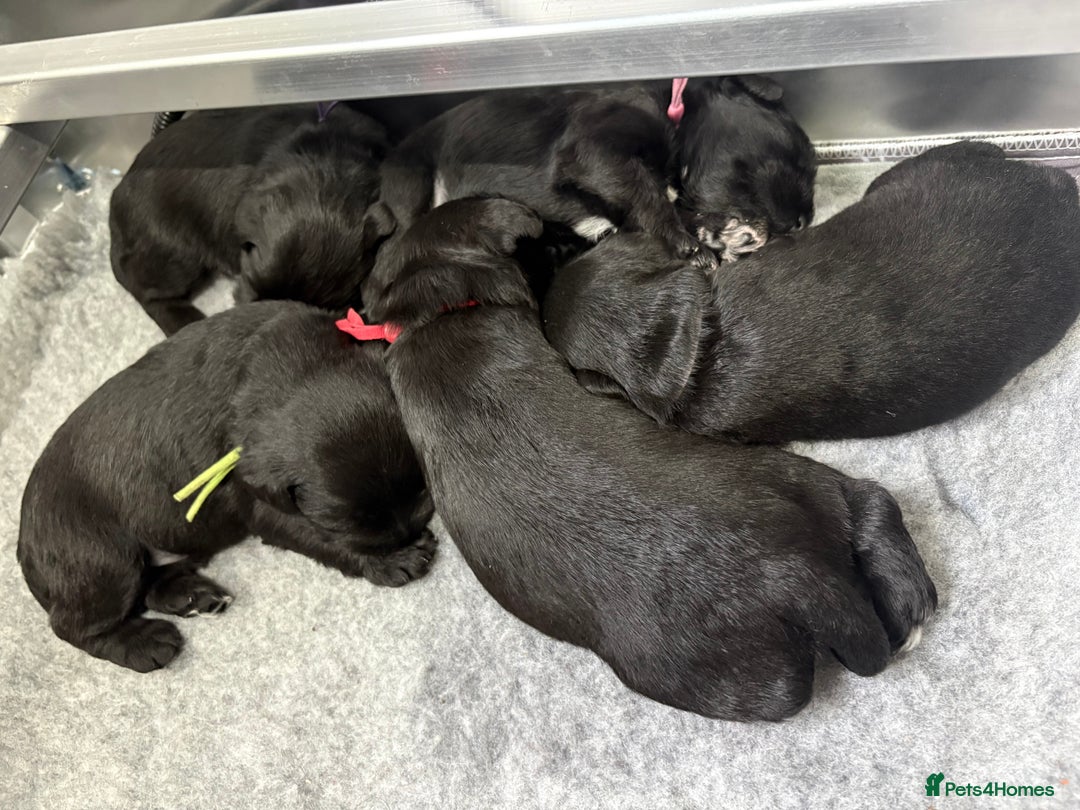 Miniature Schnauzer dogs for sale: KC Registered Miniature Schnauzer Puppies  - Advert 15