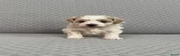 Maltipoo dogs for sale: Beautiful Maltipoochon puppies  - Advert 8