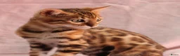 Bengal cats for sale: 🔥Beautiful Bengal girl available🔥 - Advert 6