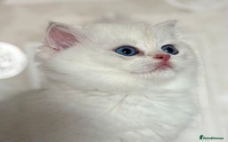 British Shorthair cats for sale: 🌟Adorable Pure BSH 5 kittens 🌟 - Image 10