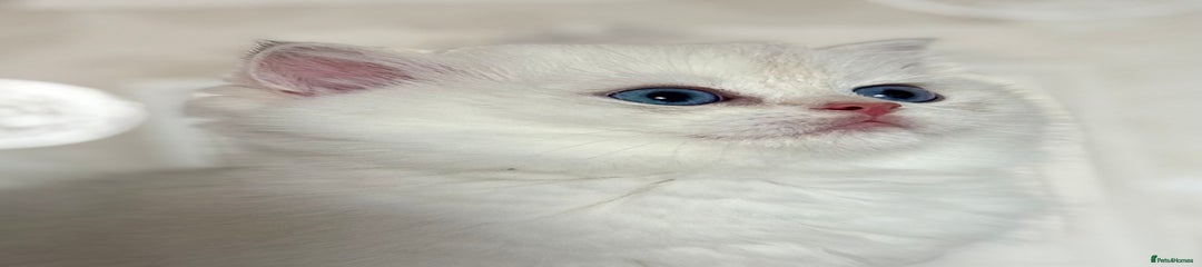 British Shorthair Kitten 5