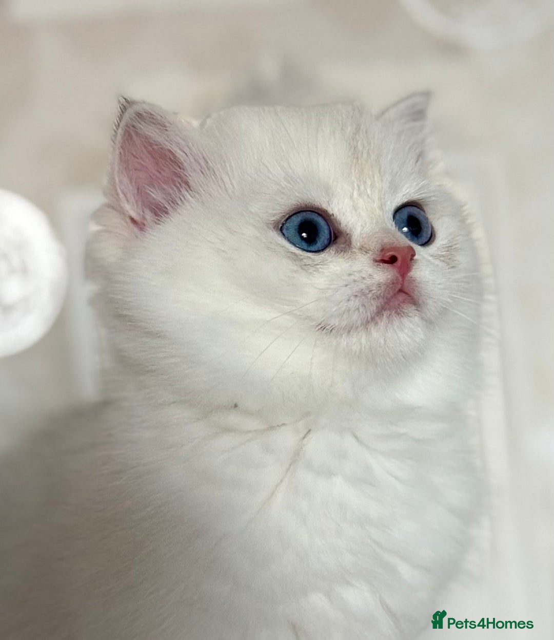 British Shorthair cats for sale: 🌟Adorable Pure BSH 5 kittens 🌟 - Image 10