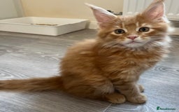 Maine Coon cats for sale: GCCF pedigree Maine Coon Kittens  - Image 5