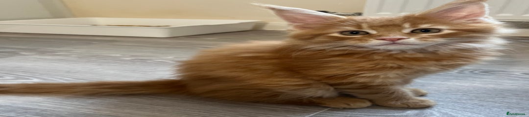 Maine Coon Kitten 3