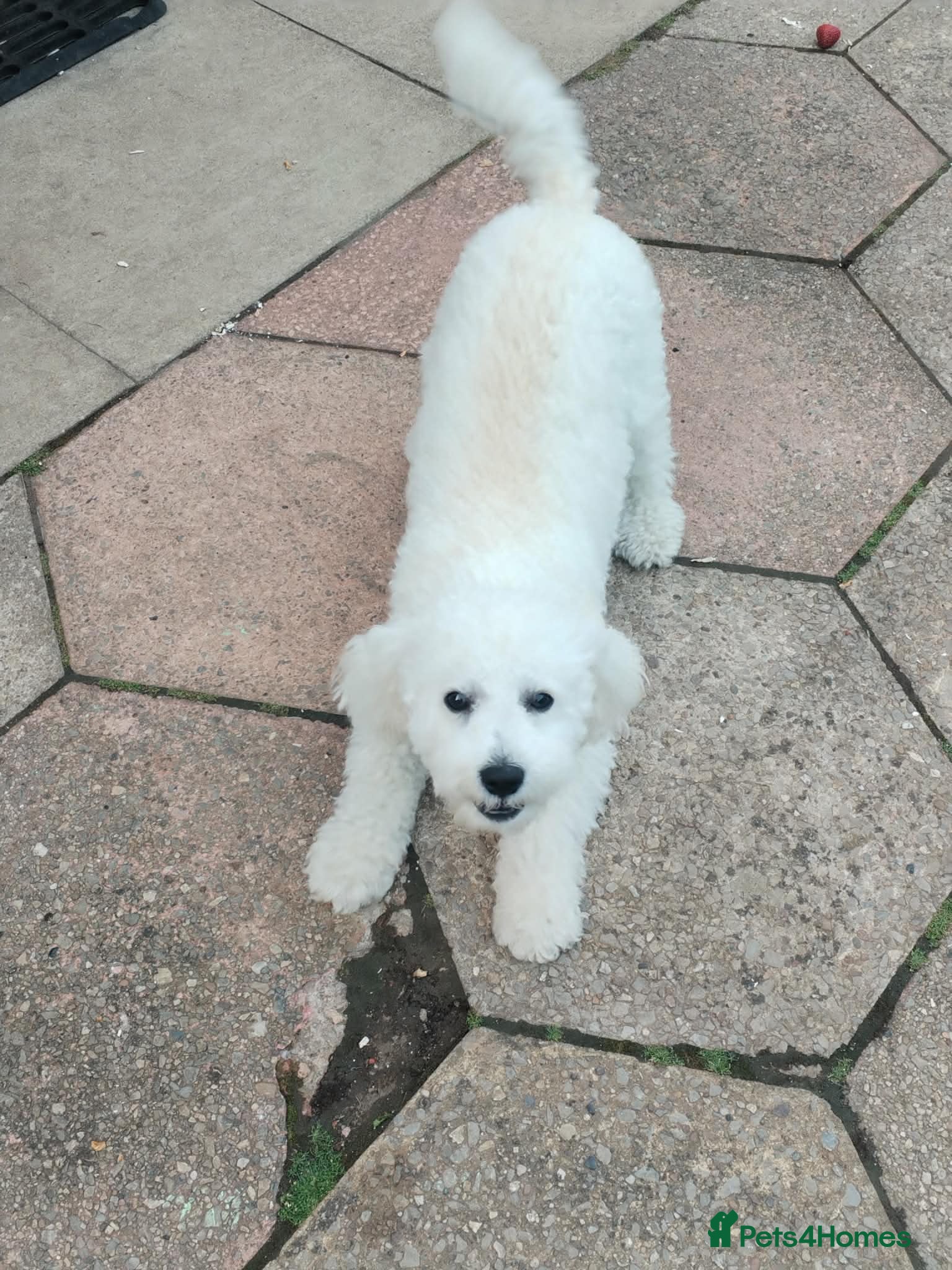 Bichon Frise dogs for sale: Teddy in Sheffield - Advert 4
