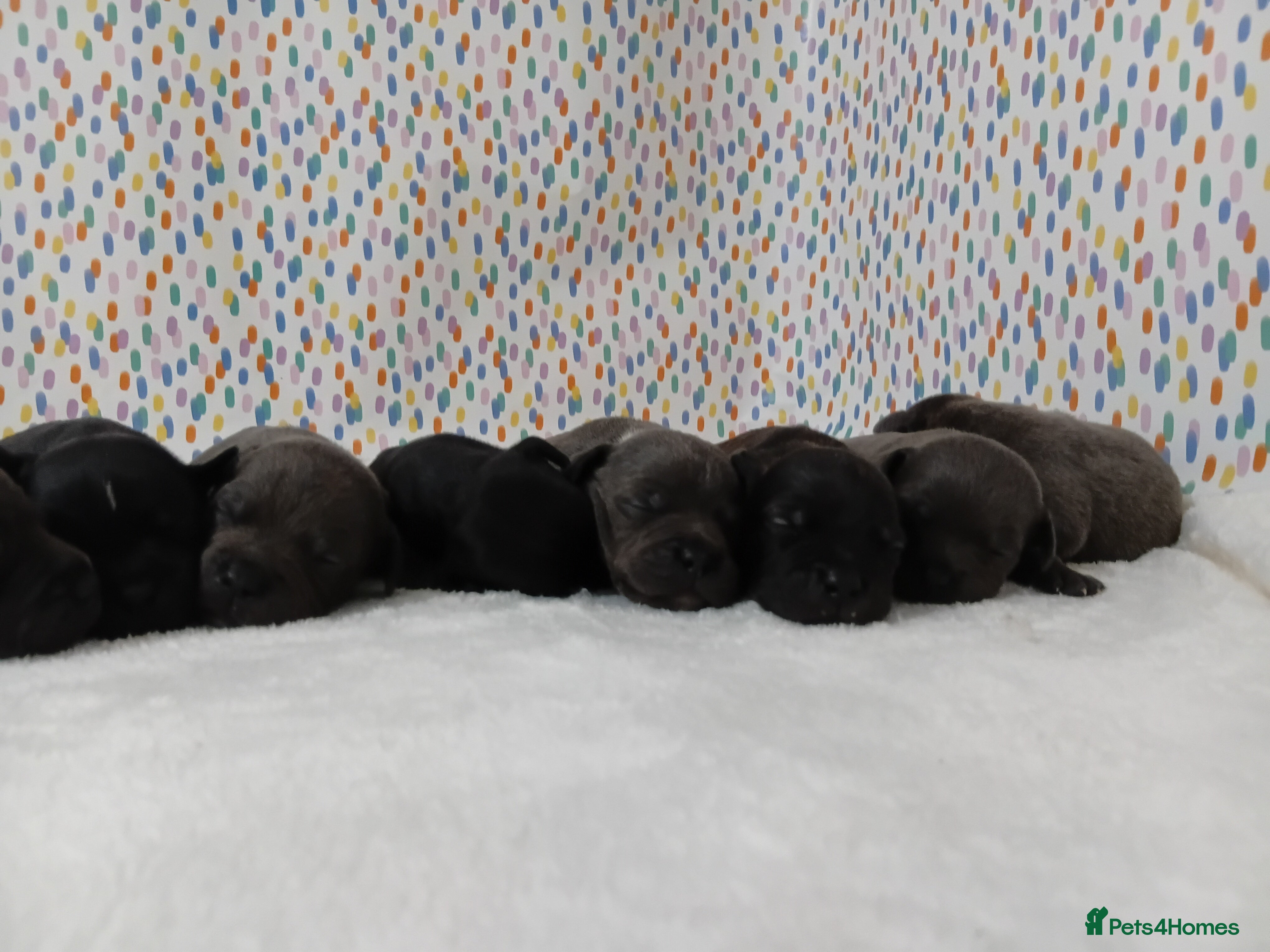 Staffordshire Bull Terrier dogs Exceptional valglo sired puppies - Advert 18