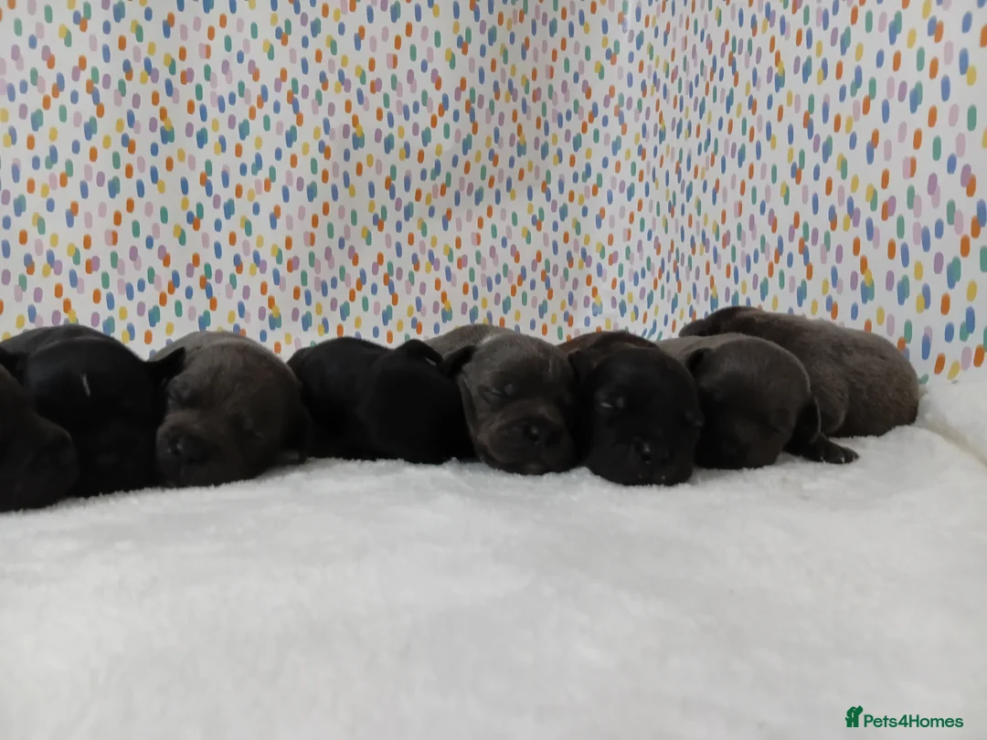 Staffordshire Bull Terrier dogs for sale: Exceptional valglo sired puppies - Advert 4