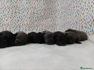 Staffordshire Bull Terrier dogs Exceptional valglo sired puppies - Advert 18