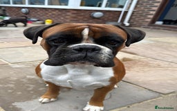 Boxer dogs for sale: Outstanding Boxer puppies (health tested parents) - Image 2