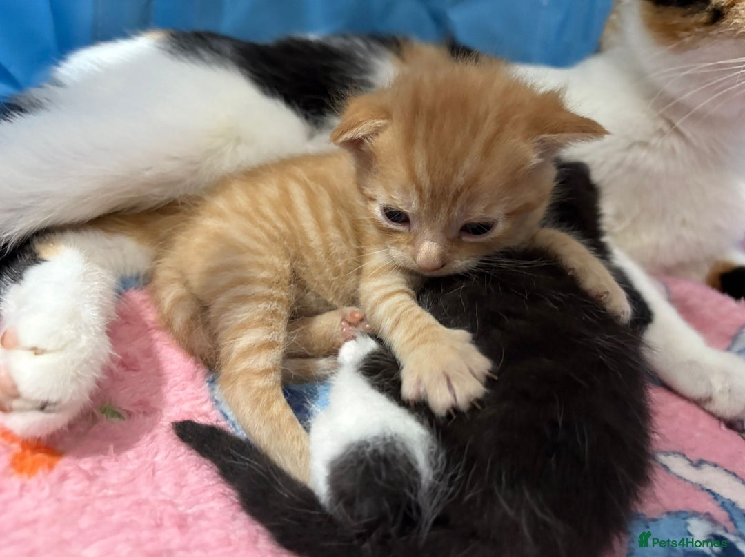 Mixed Breed cats for sale: cross Maine coon kittens-only ginger boy available - Image 1