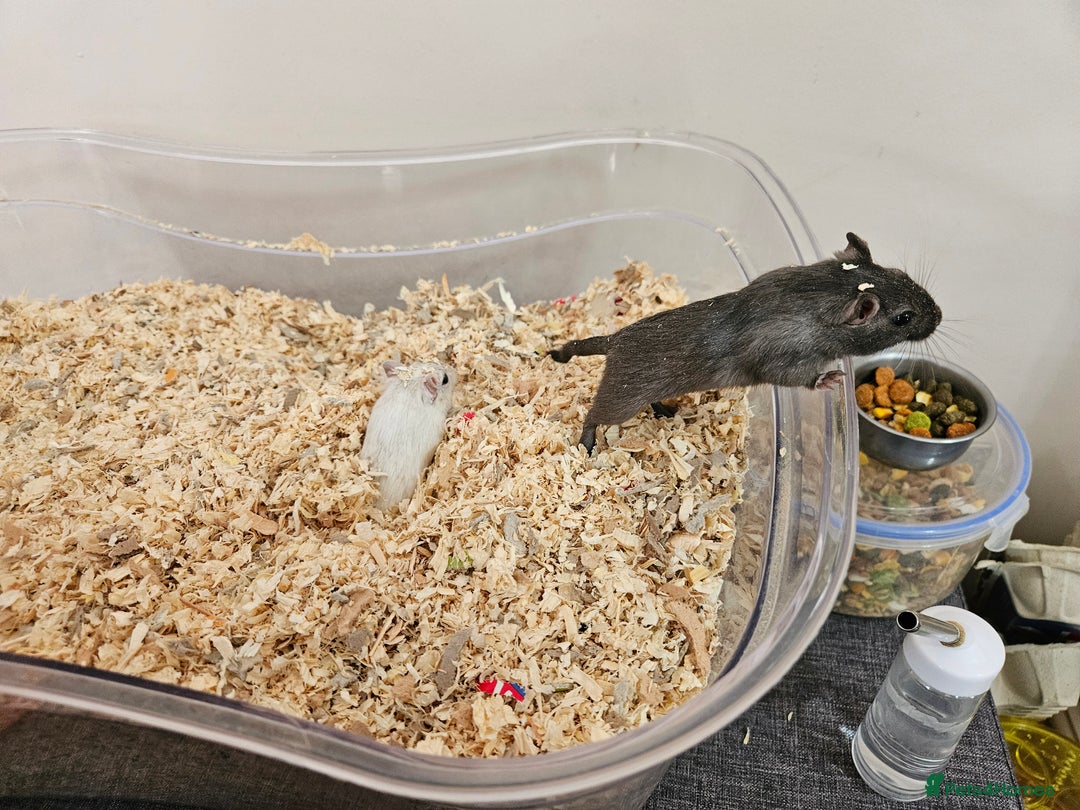 Gerbil rodents for sale: 2 female gerbils oreo and cream - Image 6