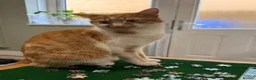 Mixed Breed cats for sale: Gorgeous litter of kittens - Advert 14
