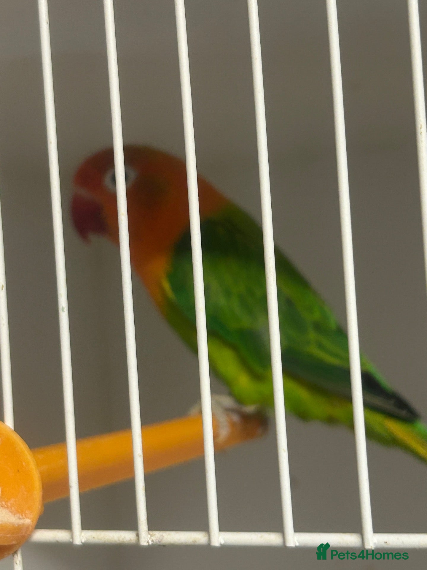 Lovebirds birds Pair of stunning lovebirds for sale - Advert 2