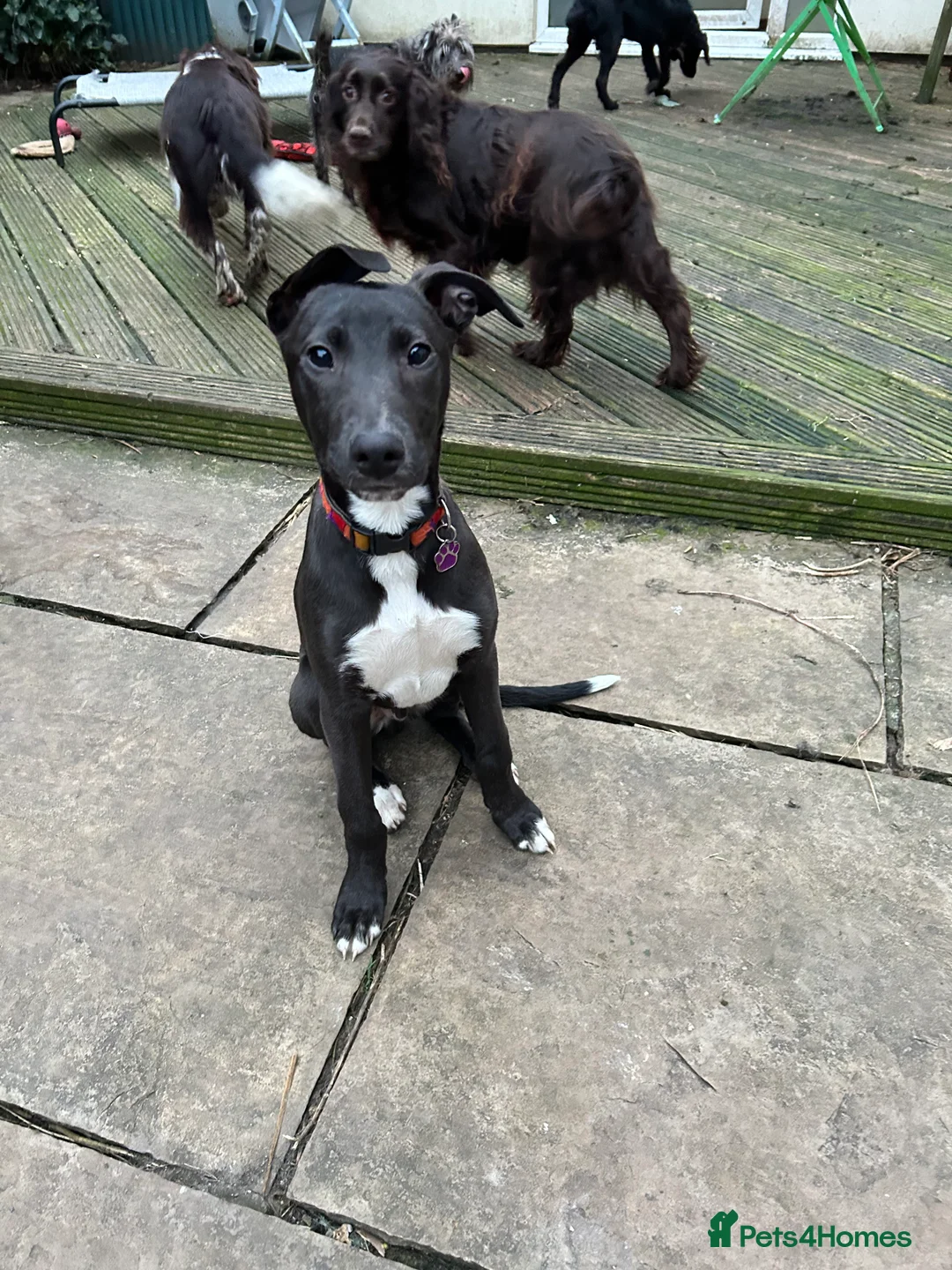 Lurcher dogs for sale: Lurcher pup - Advert 1
