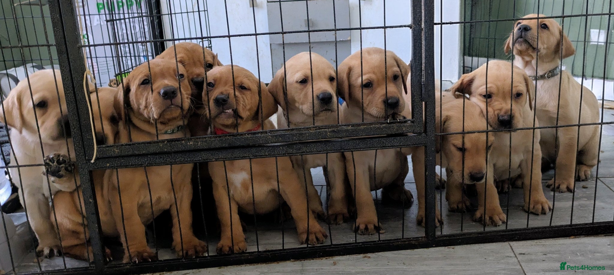Labrador Retriever dogs Chunky Labrador puppies  - Advert 3