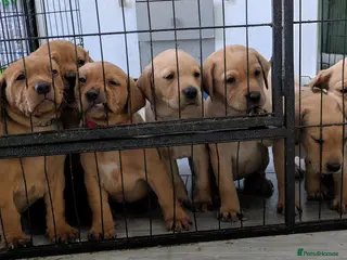 Labrador Retriever dogs Chunky Labrador puppies - Advert 3