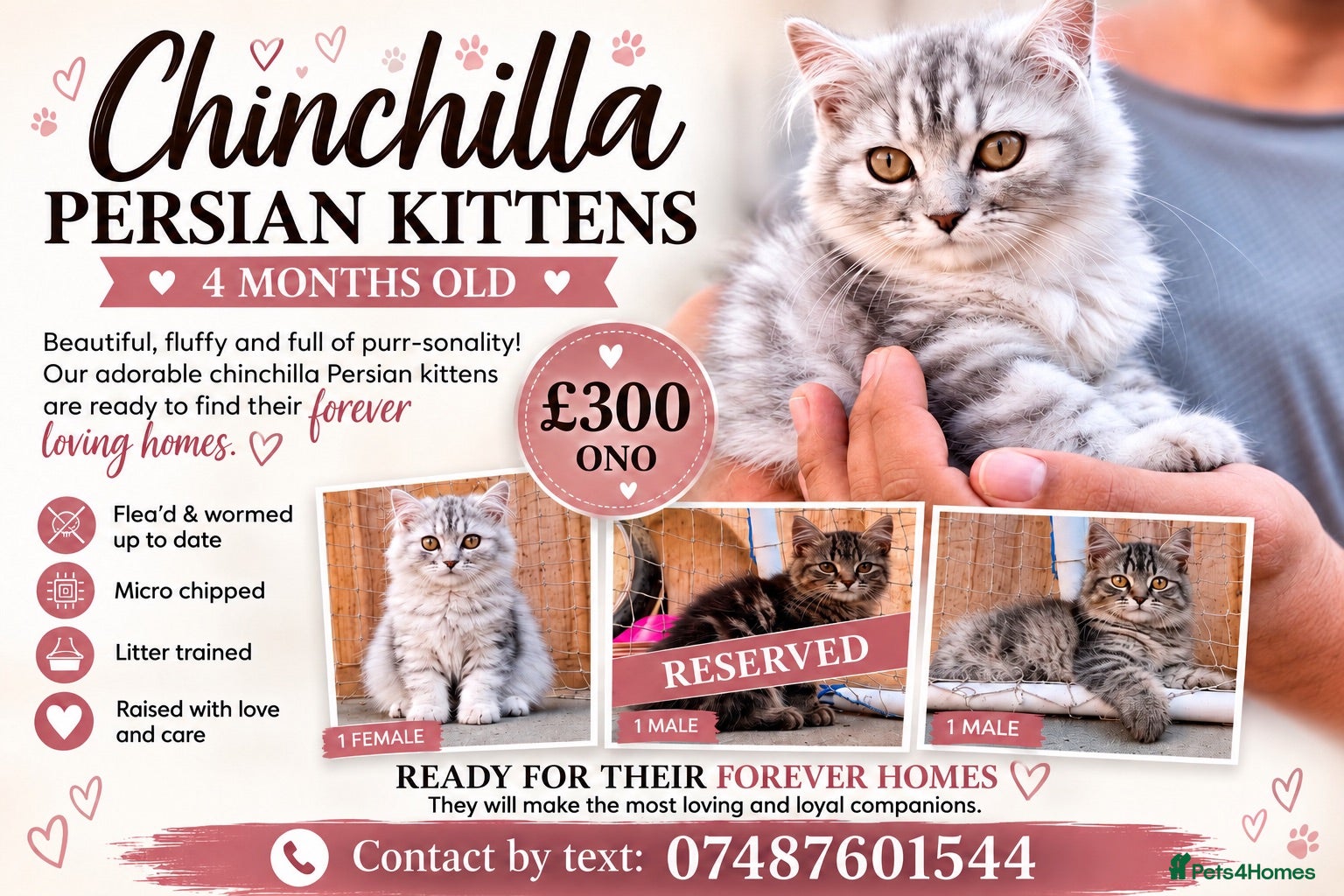 Persian cats 1 BOY & 1 GIRL LEFT - READY TO LEAVE  - Advert 15