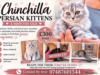 Persian cats 1 BOY & 1 GIRL LEFT - READY TO LEAVE - Advert 1