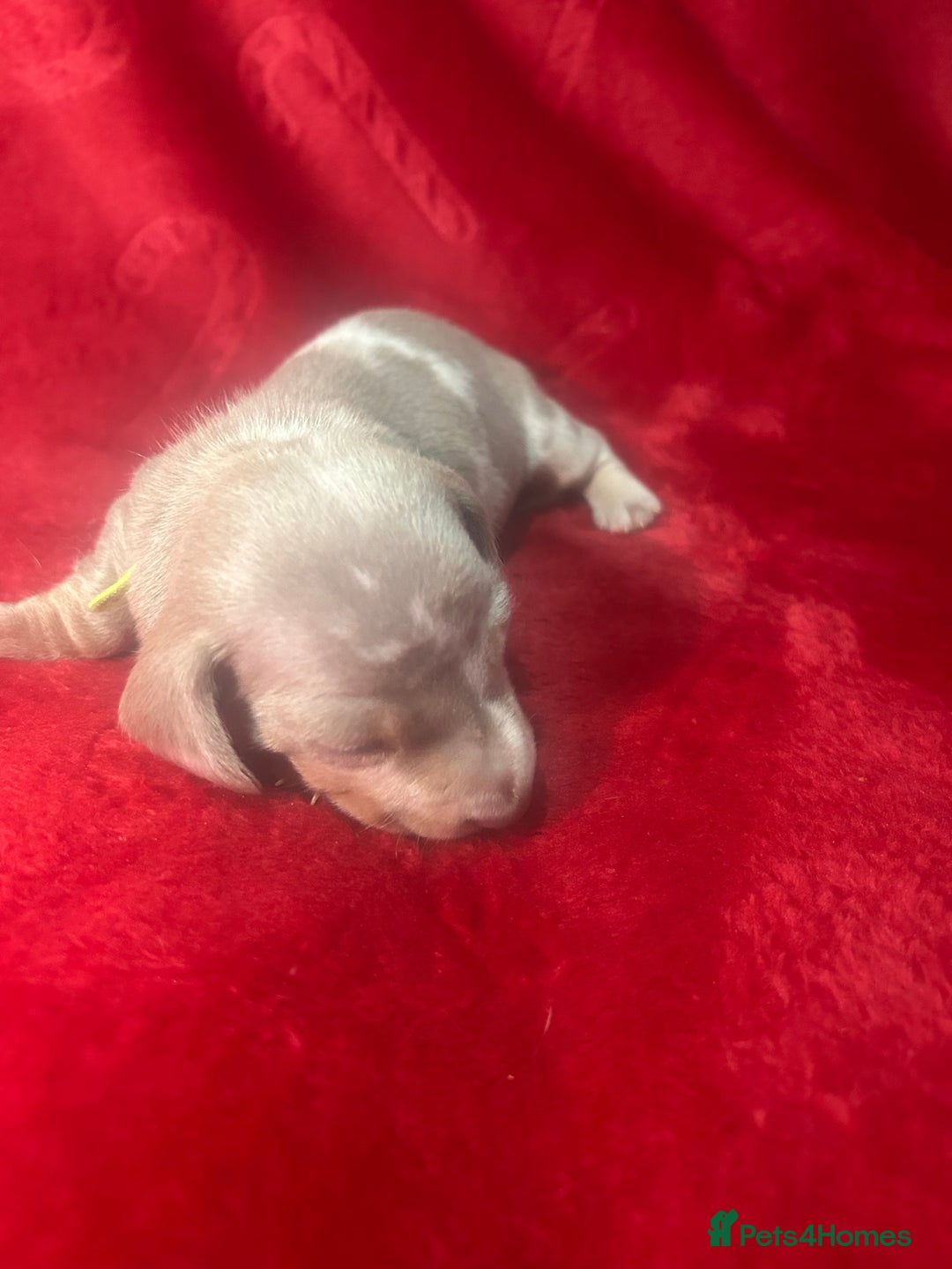 Miniature Dachshund dogs for sale: Isabella dapple Miniature dachshund  - Advert 14