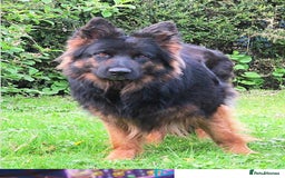 German Shepherd dogs for sale: Female German shepherd puppy - Image 4
