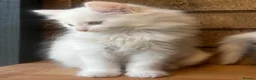 Turkish Angora cats for sale: Kittens available for loving homes - Advert 15