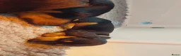 Miniature Dachshund dogs for sale: Miniature daschund puppies - Advert 9