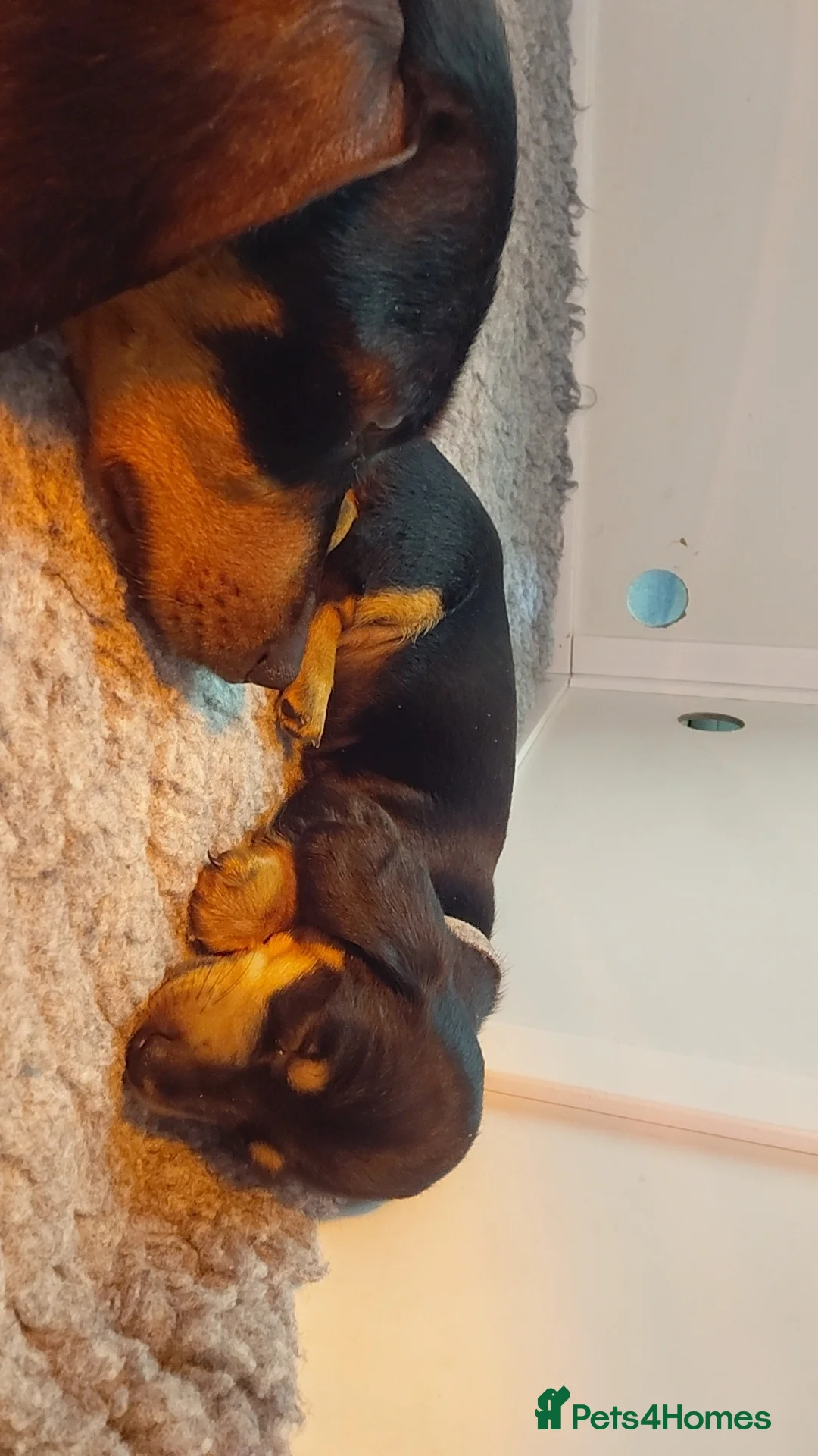 Miniature Dachshund dogs for sale: Miniature daschund puppies - Advert 9