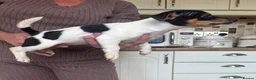 Jack Russell dogs for sale: Stunning litter of jackrussels  - Advert 8