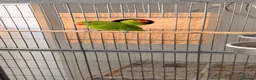 Lovebirds birds for sale: Abyssinian lovebirds  - Advert 4