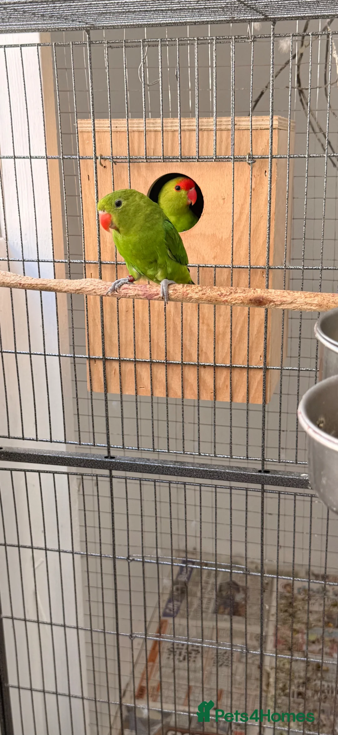 Lovebirds birds for sale: Abyssinian lovebirds  - Advert 4
