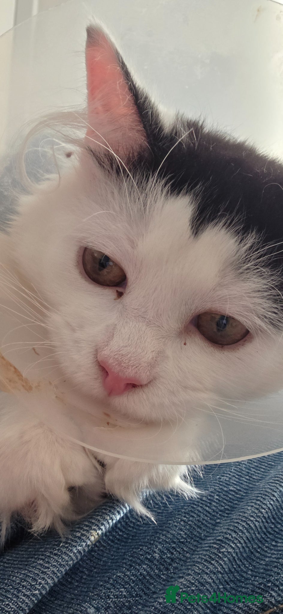 Mixed Breed cats Reggie (7 months) - Advert 1