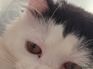 Mixed Breed cats Reggie (7 months) - Advert 6