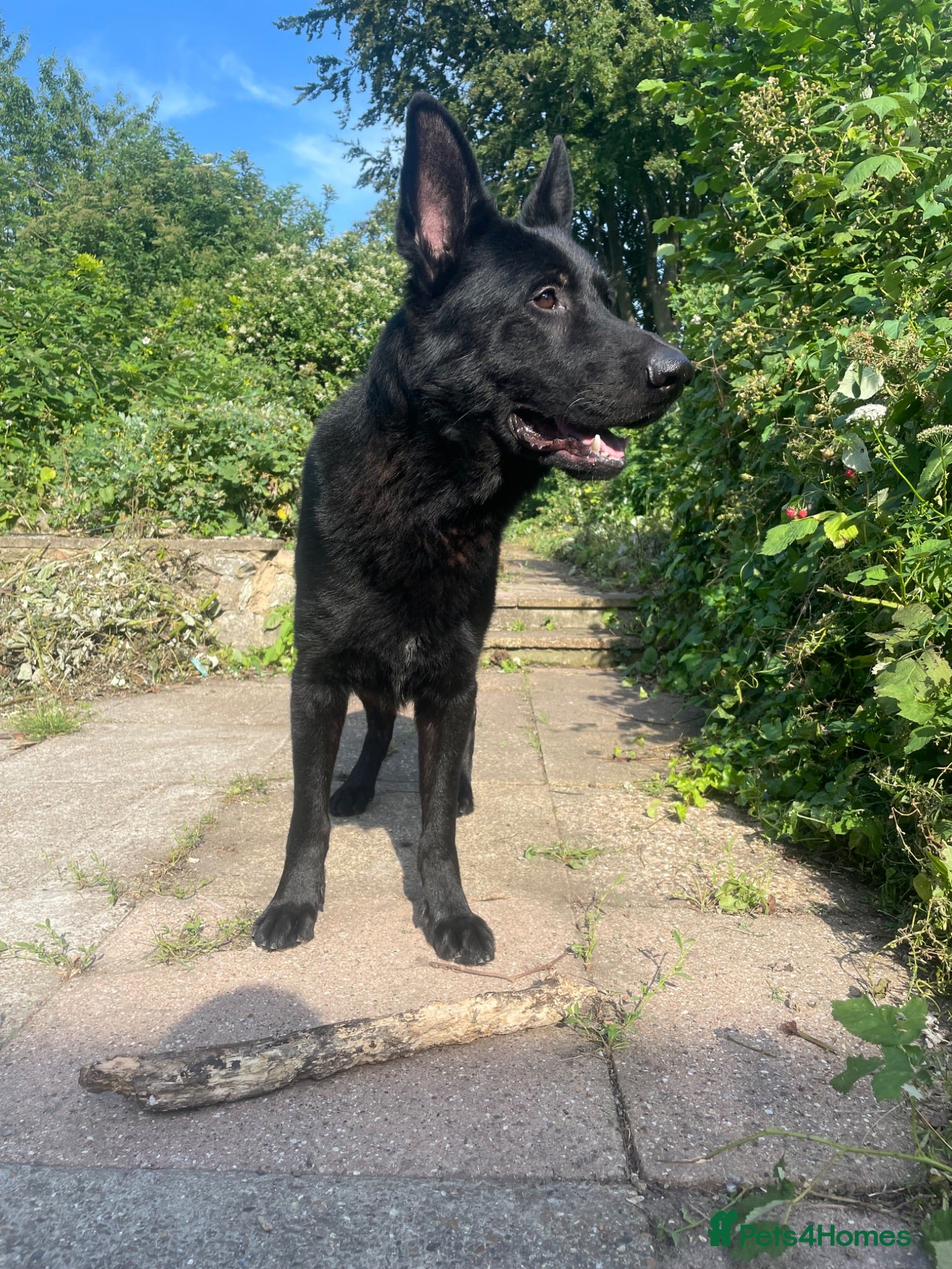German Shepherd dogs Black, Pedigree German shepherd male - 3 years old - Advert 8