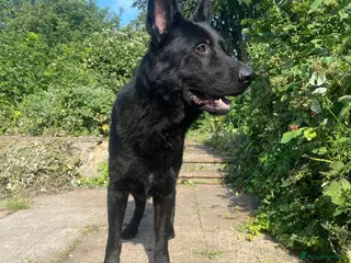 German Shepherd dogs Black, Pedigree German shepherd male - 3 years old - Advert 8
