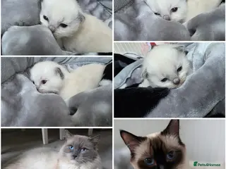Ragdoll cats Ragdoll Kittens,1 Girl available ❣️ 🐱 - Advert 4