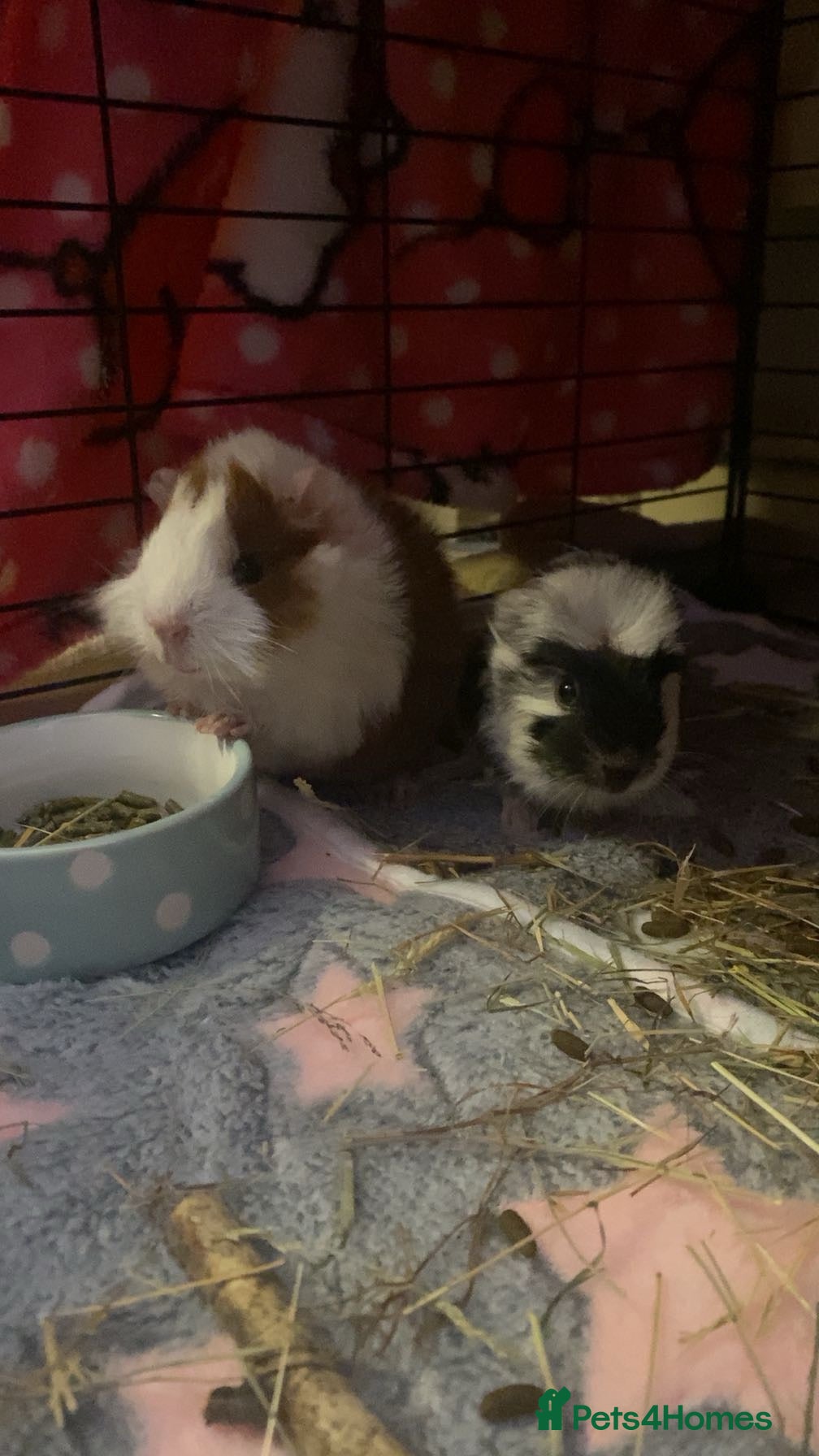 Guinea Pig rodents 2 lovely male guinea pigs - Advert 1