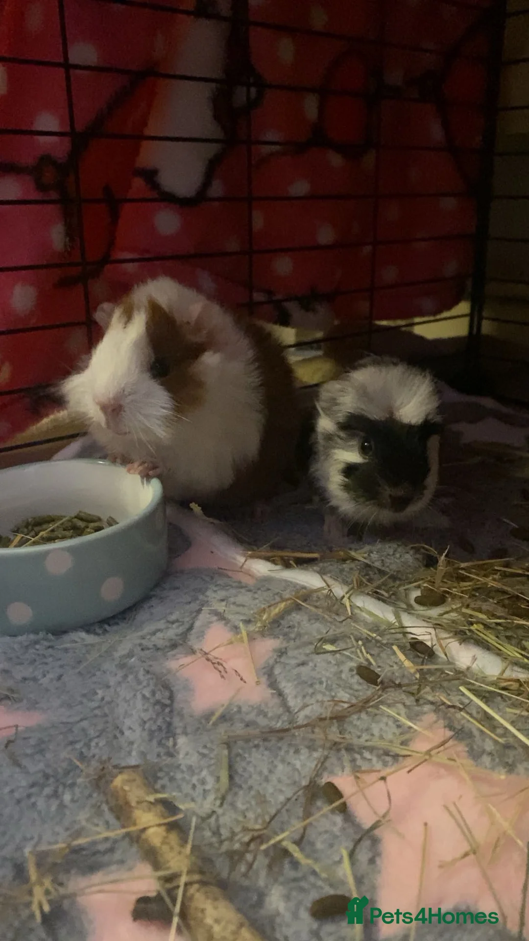 Guinea Pig rodents for sale: 2 lovely male guinea pigs in Blackpool - Advert 1