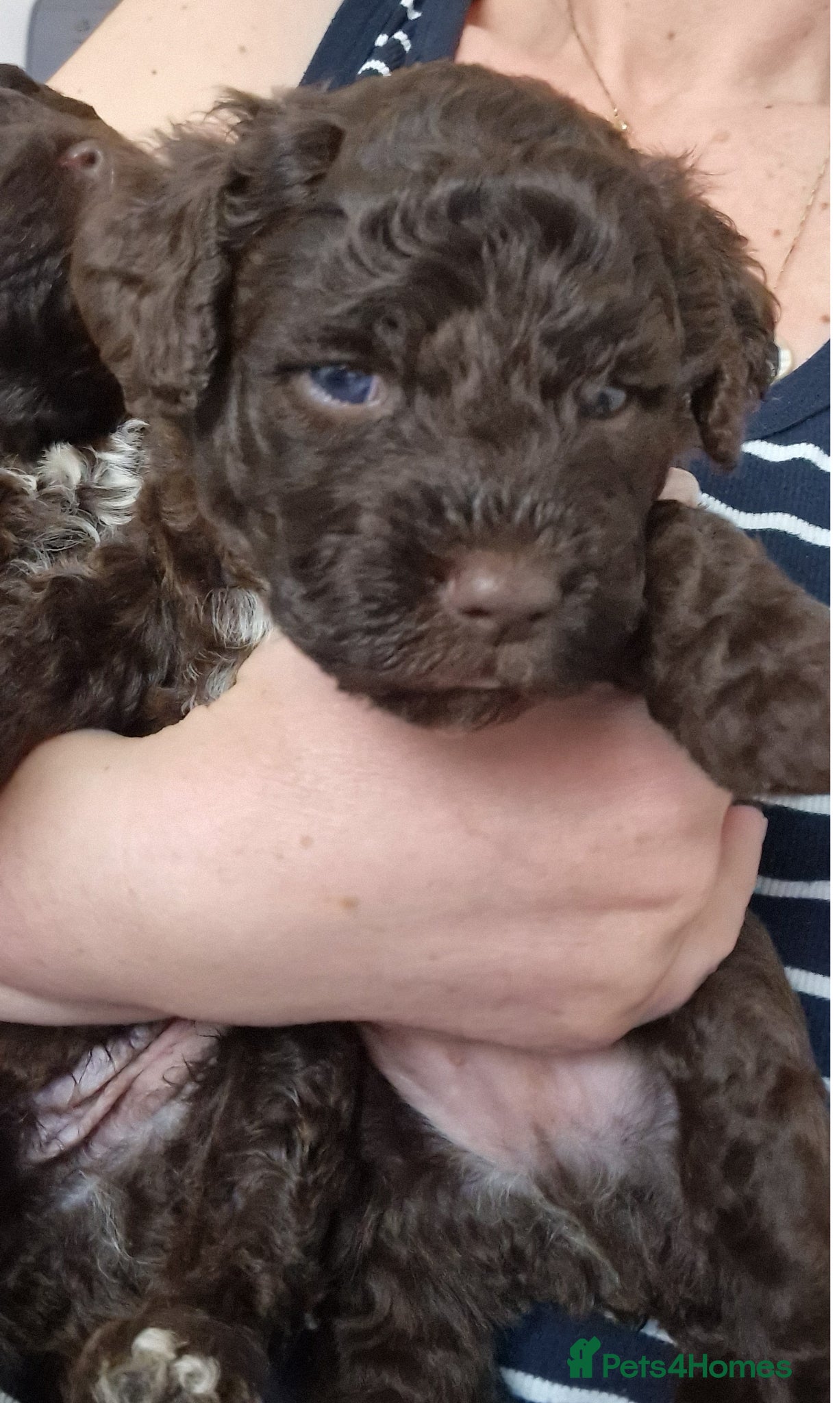 Lagotto Romagnolo dogs for sale: LAGOTTO ROMAGNOLO – EXPECTED KC REGISTERED LITTER - Advert 1