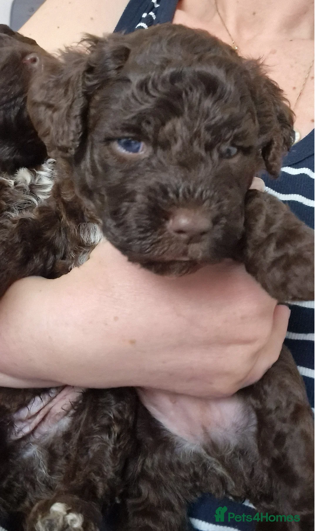 Lagotto Romagnolo dogs for sale: LAGOTTO ROMAGNOLO – EXPECTED KC REGISTERED LITTER - Advert 1