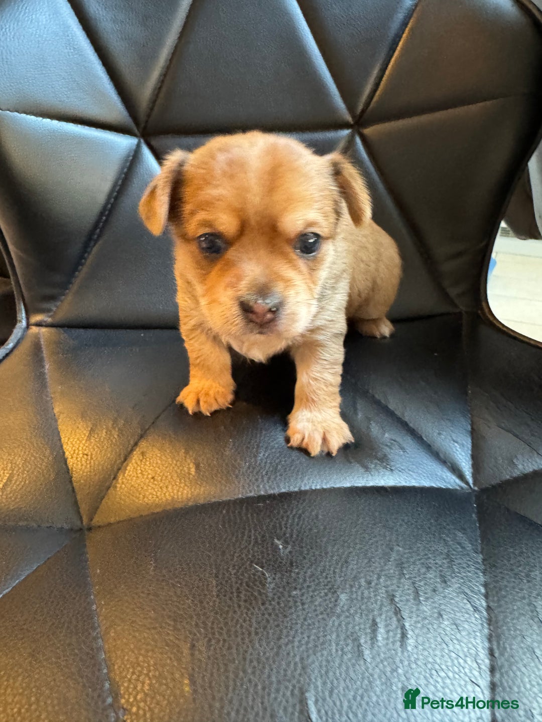 Chorkie dogs for sale: Chorkie puppies girl and boy Ready for home now - Image 18