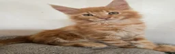 Maine Coon cats for sale: Full Mainecoon beautiful kittens  - Advert 17