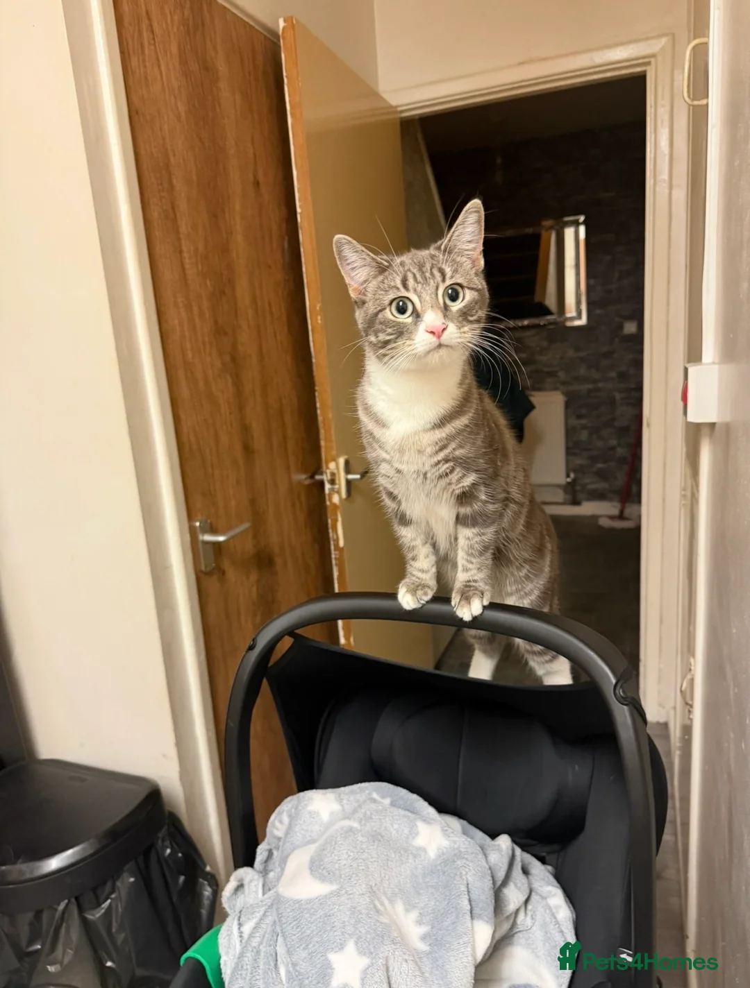 Tibetan cats for sale: Tabby kitten  - Advert 2