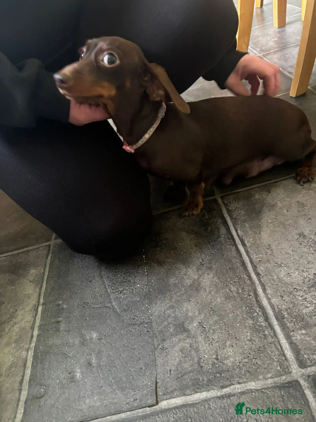 Dachshund dogs for sale: Beautiful Dachshund Puppies - 7 Weeks Old in London - Advert 1